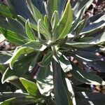 Echium hierrense Leaf