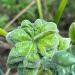 Malva arborea Fruto