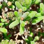 Drosanthemum floribundum Folio