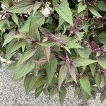 Ageratina adenophora Лист
