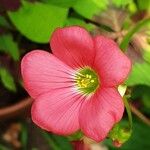 Oxalis tetraphylla 花