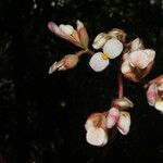 Begonia sericoneura Fleur