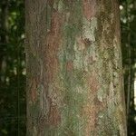 Chaetocarpus schomburgkianus Corteza