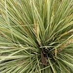 Lomandra longifolia Hoja