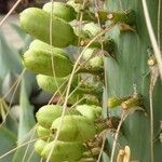 Agave utahensis Gyümölcs