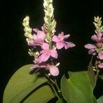 Schnella guianensis Blomst