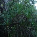 Pandanus spiralis Hábito