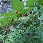 Streptopus amplexifoliusLeaf