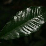 Virola michelii Hoja