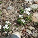 Cardamine resedifolia Žiedas