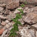 Salvia cuspidata Leaf