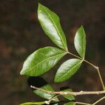 Albizia adinocephala Blatt