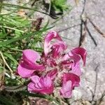 Pedicularis cenisia Flower