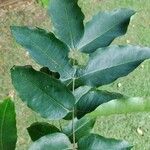 Cenostigma tocantinum ഇല
