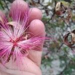 Calliandra selloi Kvet