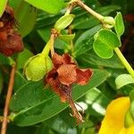 Hypericum patulum Fruit