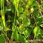 Leucanthemum vulgare Φύλλο