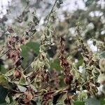 Fallopia dumetorum Fruchs