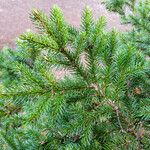 Picea glehnii Deilen