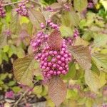 Callicarpa americana 果実