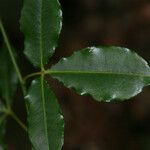 Zanthoxylum asiaticum Hostoa