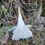 Narcissus cantabricus Flor