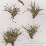 Carex mabilliana Hàbitat