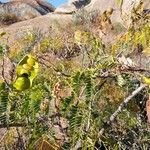 Entada chrysostachys Outro