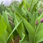 Allium victorialis Blatt