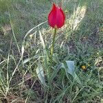Tulipa agenensis Õis