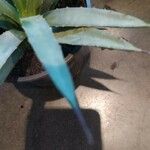 Agave macroacantha Blad