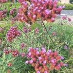 Verbena brasiliensis Blüte