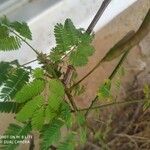 Acacia cornigera Leaf