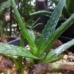 Aloe camperi Hostoa