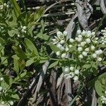 Comandra umbellata Habit