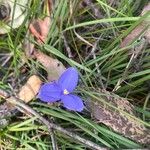 Patersonia glabrata Flor