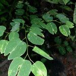 Bauhinia forficata 葉