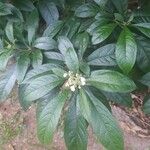 Solanum umbellatum Flower