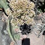 Aeonium urbicum Blomst