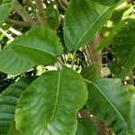 Dendrocnide meyeniana Leaf