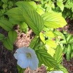 Rhodotypos scandens Fuelha