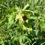 Cirsium oleraceumBlomst