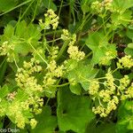 Alchemilla glabra Kwiat