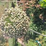 Allium cepa ফল