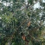 Cassia fistula ശീലം