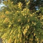 Freylinia lanceolata Flor