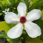Dillenia philippinensis Květ