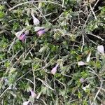 Lithodora hispidula Çiçek
