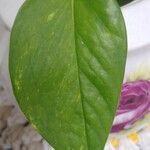 Epipremnum aureum Hoja