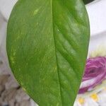 Epipremnum aureum List